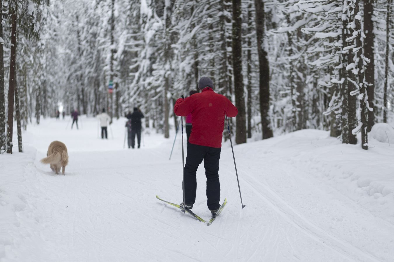«Докторские гонки»