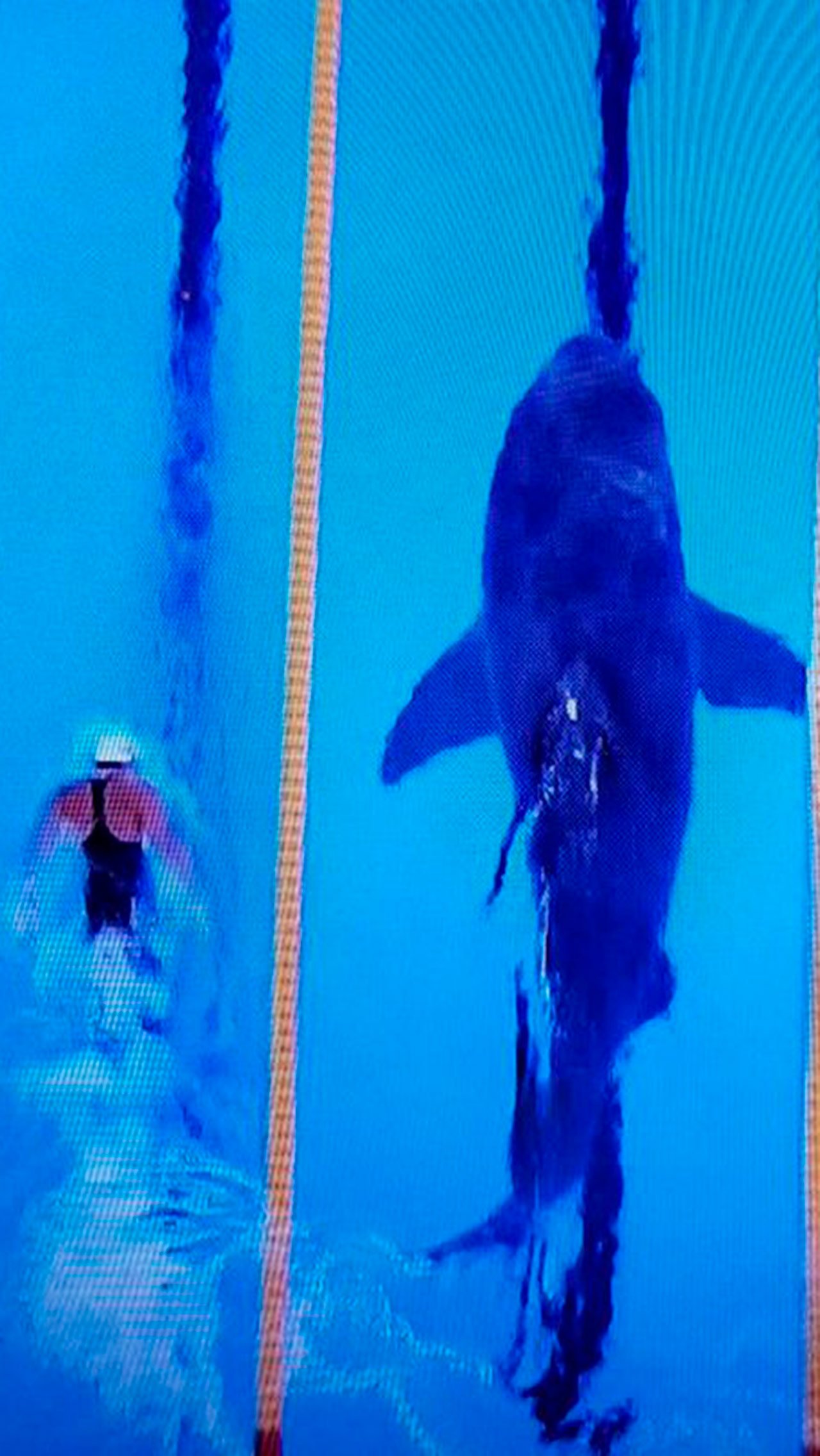В 2017 году Фелпс принял участие в виртуальном заплыве на дистанции 100 метров против белой акулы. Пловец оказался медленнее на две секунды.<br/>
