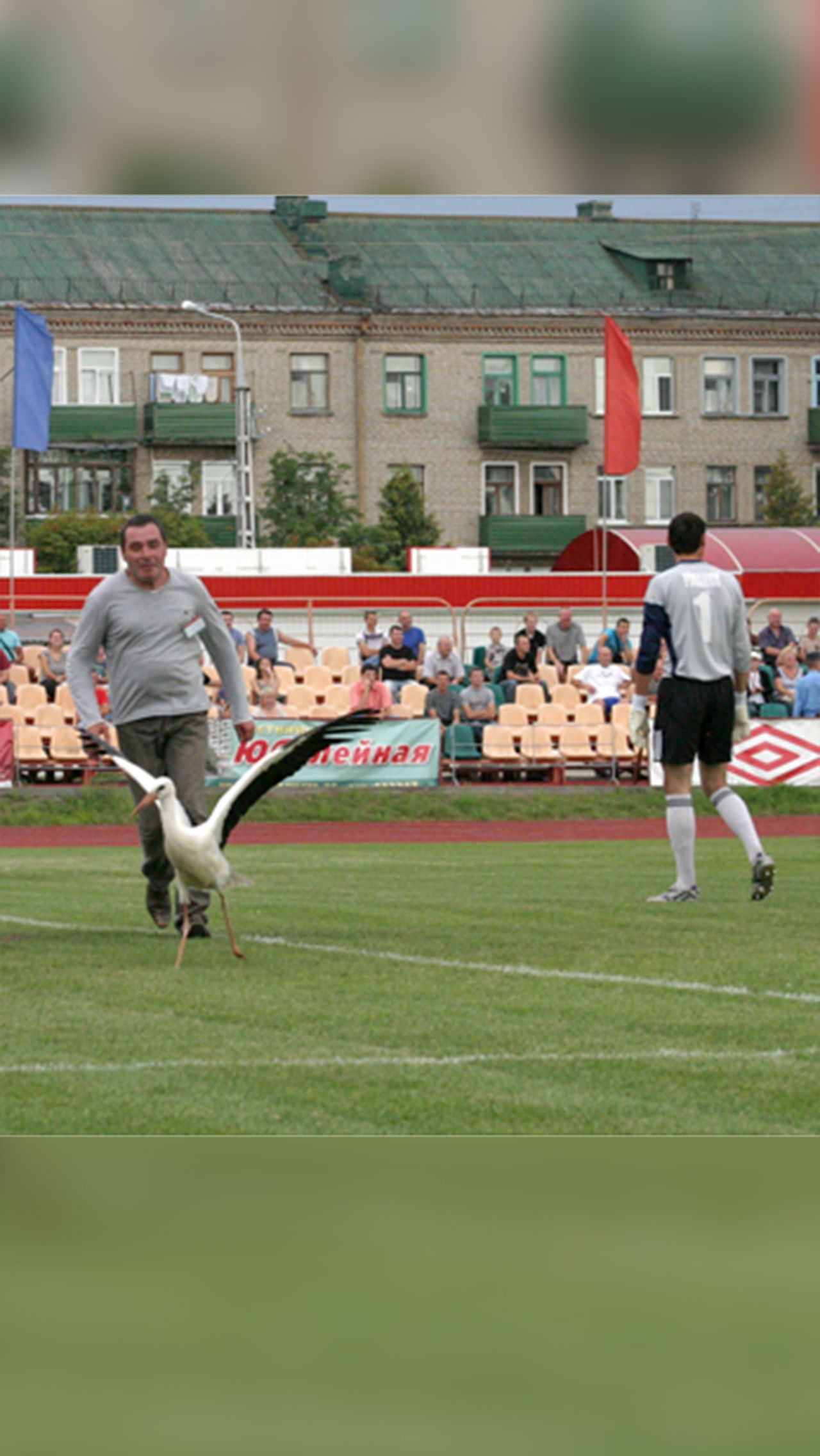 Аист в Беларуси