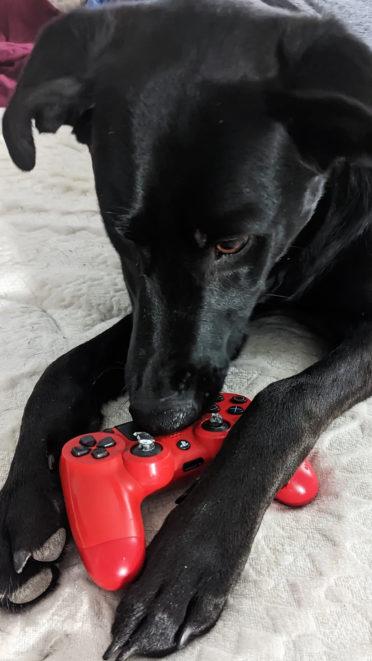 История собаки, которая покупала игры в PS Store