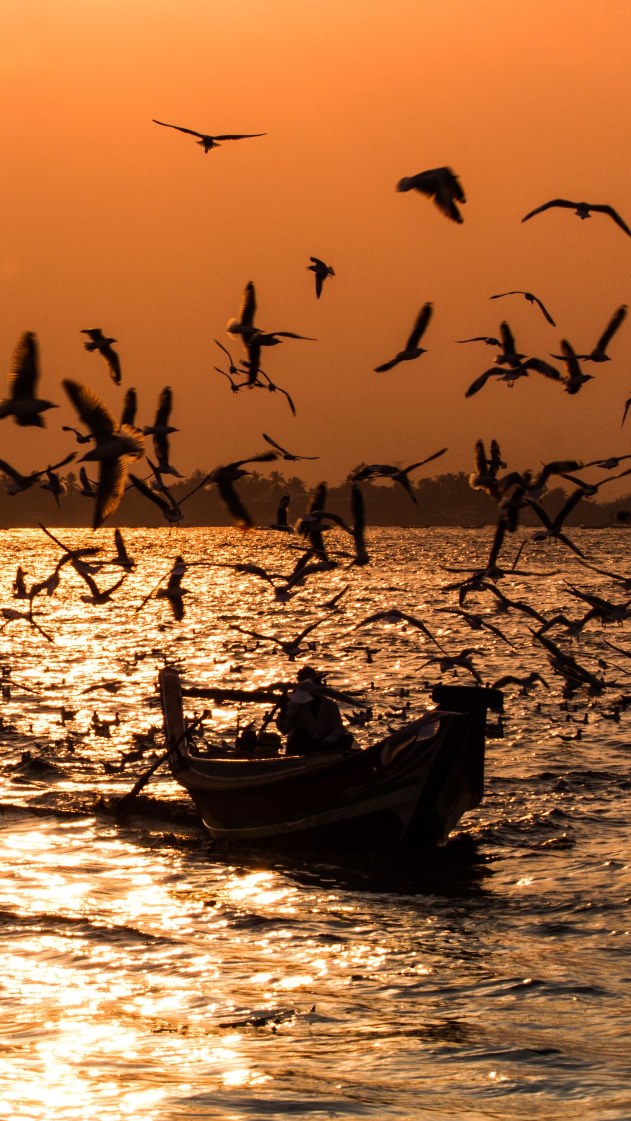 Прогулка на лодке в воде со стаей «танцующих» птиц. Завораживающее зрелище!