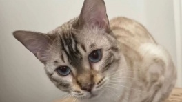 Егор Дёмин показал своего кота Юки