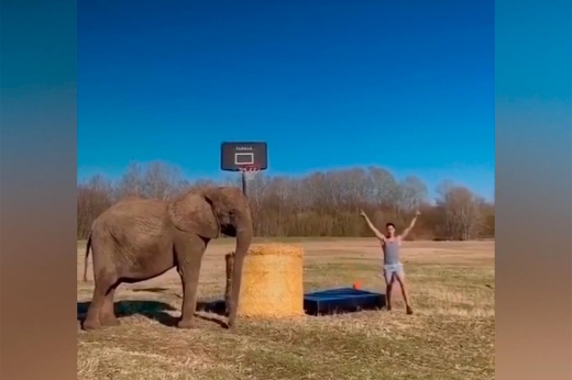 Стритболист уложил Мейвезера, немец колотит через слонов. Выбираем лучшее видео баскетбола