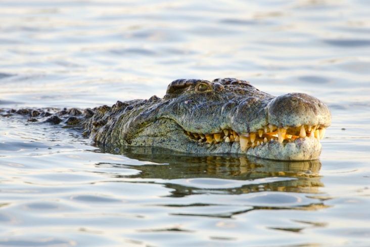 Житель Австралии чудом спасся от крокодила