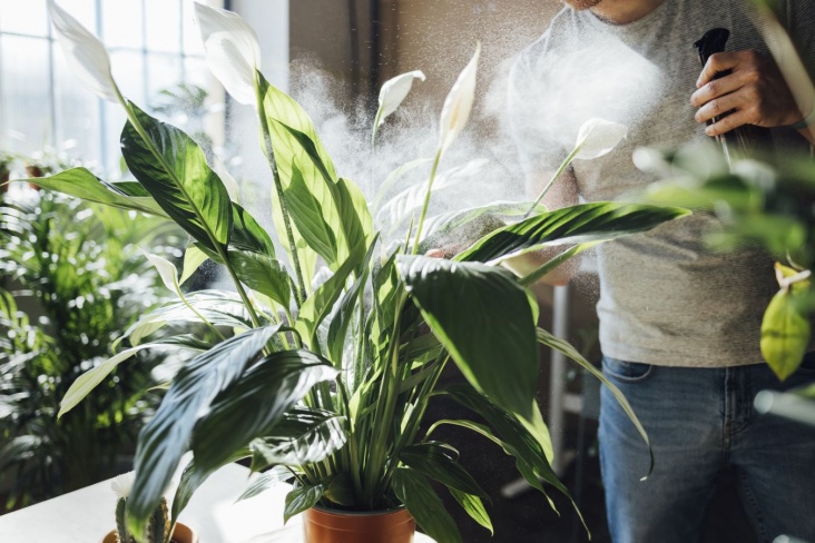 Домашний сад сделает сухой воздух в доме свежее