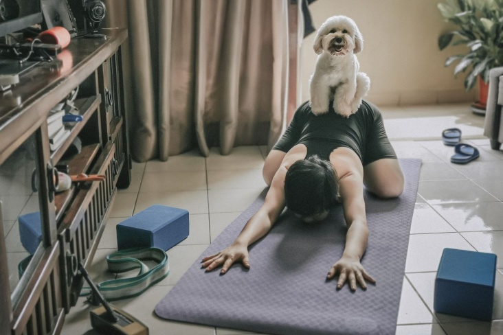 Йога с щенками: взгляд кинолога на модные практики