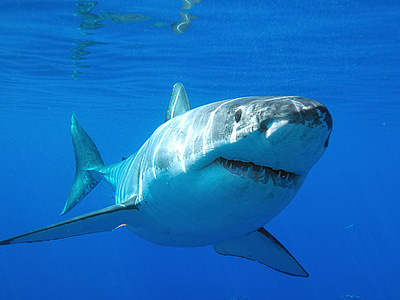 Нотсы, или чем акула точит зубки